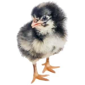 Barred Rock Chick