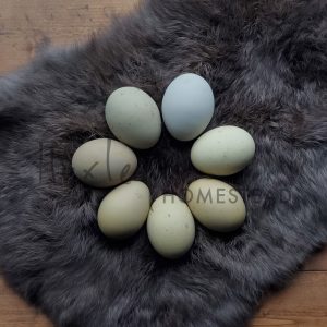 Olive Egger Hatching Eggs