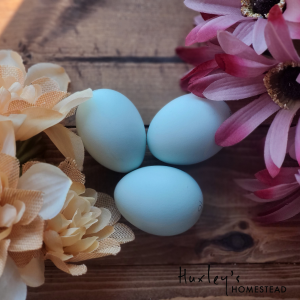 BBS Ameraucana Hatching Eggs
