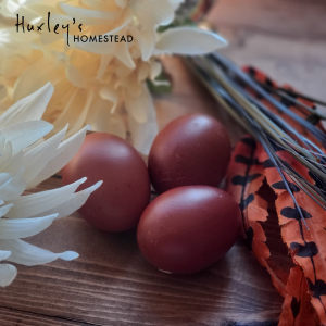 Black Copper Marans Hatching Eggs