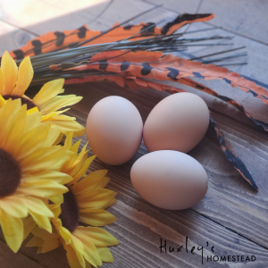 Barred Rock Hatching Eggs