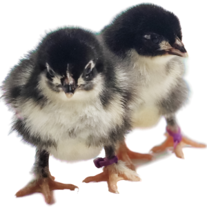Black Copper Marans Chicks