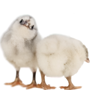 BBS Ameraucana Chicks
