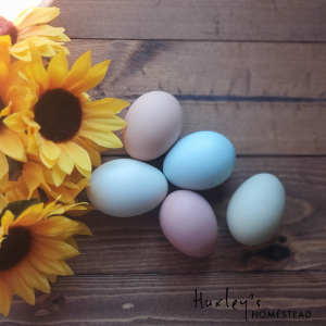 Easter Egger Hatching Eggs