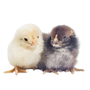 Easter Egger Chicks