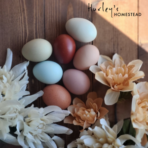 Huxley's Choice Hatching Eggs (6-12)