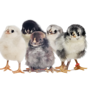 Huxley's Choice Chick Box (6 chicks)