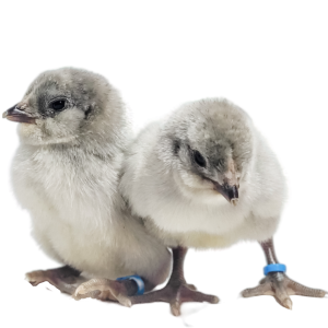 Lavender Ameraucana Chicks