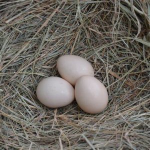 Ayam Cemani Hatching Eggs