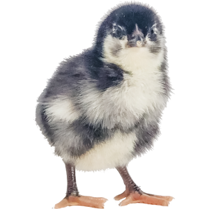 Olive Egger Chicks