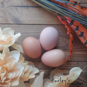 Rhode Island Red Hatching Eggs