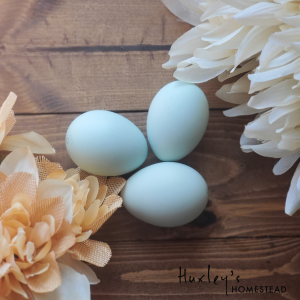 Lavender Ameraucana Hatching Eggs