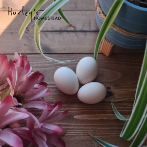 Silkie Hatching Eggs