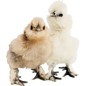Silkie Chicks