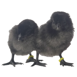 Ayam Cemani Chicks