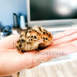 Jumbo Coturnix Quail Chicks