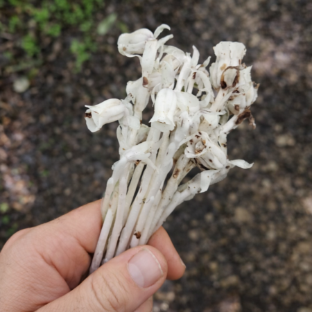 Indian Ghost Pipe Tincture (1oz) | Traditional Botanical Extract